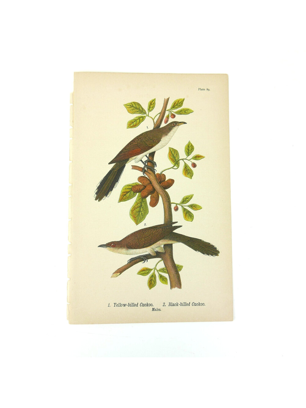 1890 Audubon Bird Lithograph Print Yellow Black-Billed Cuckoo Warren PA Antique